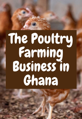 Feeding the Nation: Poultry Farming Business in Ghana.